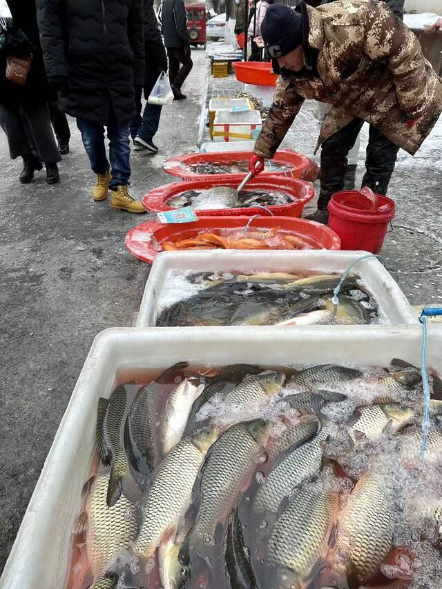 鲤鱼挤在水箱里，几乎被天气冻僵。（图源：时代周报记者刘沐轩摄）