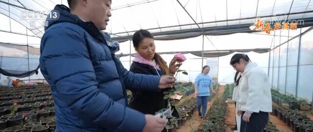 “产研小院”里的“种花家”月季种子梦