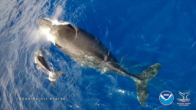 《海洋科学前沿》杂志：在太平洋的鲸鱼和海豚身上发现喙鲸圆环病毒BWCV