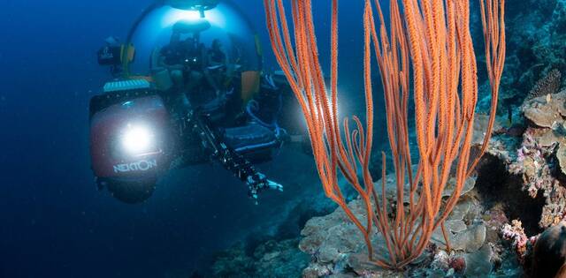 深海珊瑚礁非常壮观几乎没有被发现研究人员：必须保护它们