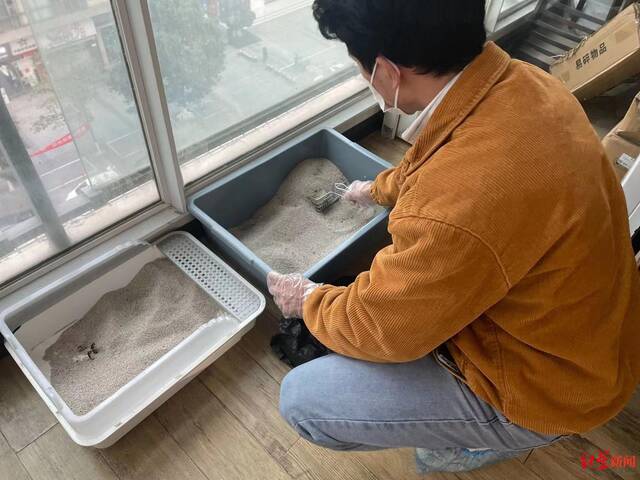 ▲张先生正在处理宠物猫的排泄物
