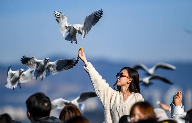 1月23日，游客在昆明市滇池海埂大坝上投喂红嘴鸥。新华社记者江文耀摄