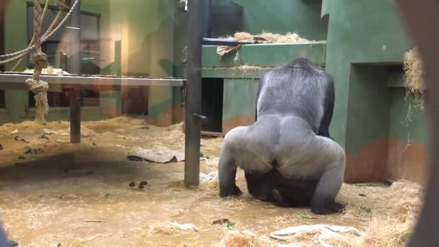 外国动物园一对大猩猩四目交接后竟然当众开始交配