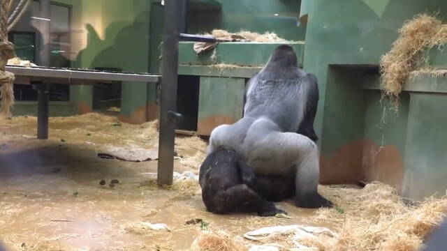 外国动物园一对大猩猩四目交接后竟然当众开始交配
