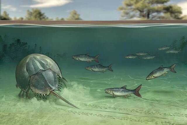 陕北鄂尔多斯盆地发现十分罕见的约2亿年前的鲎和鱼类遗迹化石组合