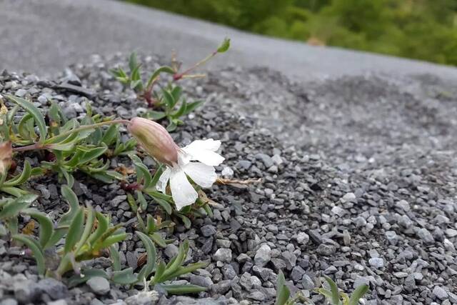 不起眼的海葵花可以告诉我们物种是如何适应的