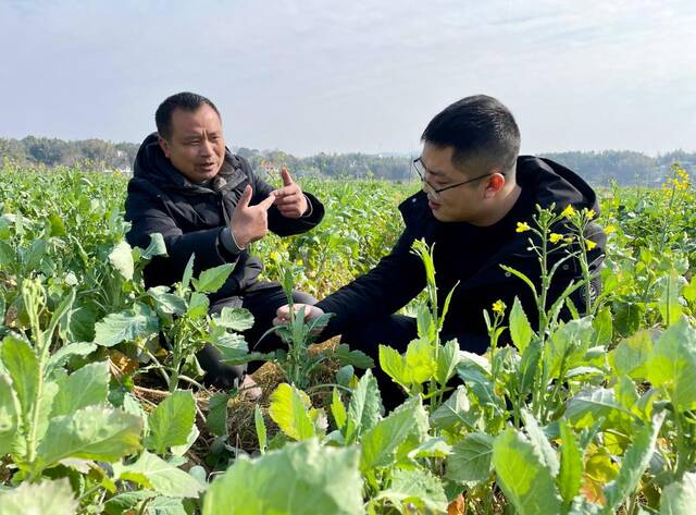 李俊德（左一）和金薮乡副乡长童虎军（右一）一起仔细端详、研究油菜长势。新华社记者苏晓洲摄