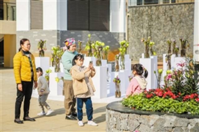 ◀1月28日，在琼山区云龙镇海南热带花卉交易（拍卖）市场，鲜花盛开，吸引不少市民游客前来“打卡”。本报记者苏弼坤摄