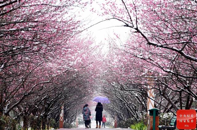 烟霏霏，雪霏霏。雪向梅花枝上堆，春从何处回!(贵州省余庆县纪委监委供代鑫摄)