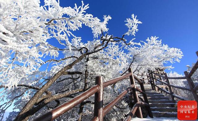 不知庭霰今朝落，疑是林花昨夜开。(河南省西峡县纪委监委供李晋摄)