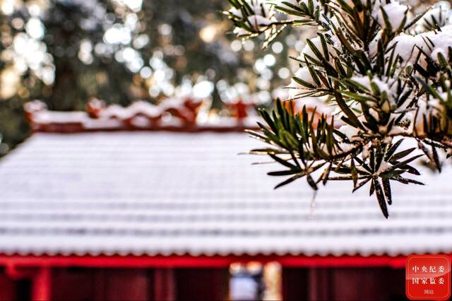 桃李盛时虽寂寞，雪霜多后始青葱。(福建省建瓯市纪委监委供蒋文华摄)