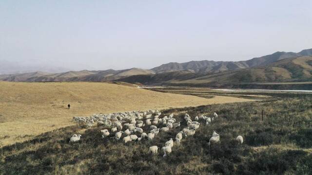 1月13日，牧场管理员雅赛杰赶着觅完食的羊群返回饲舍（无人机照片）。新华社记者周盛盛摄