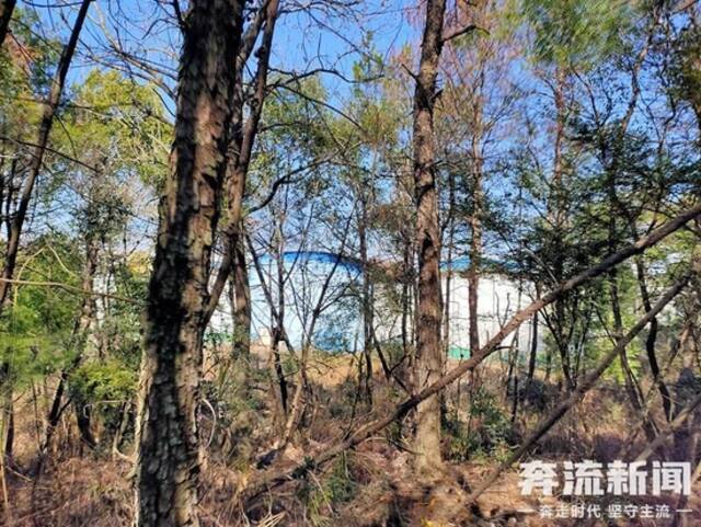 胡鑫宇遗体发现地距森林公安局150米，“搜寻时一直扩大范围，没想到人就在跟前”