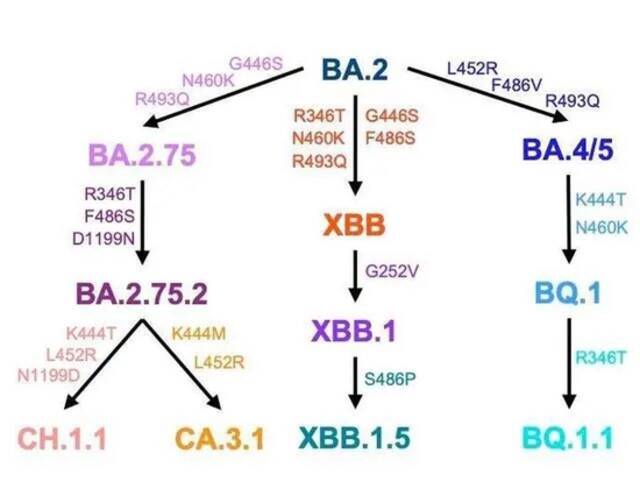 代号“双头犬”，奥密克戎新变种CH.1.1肆虐英美，带有德尔塔突变！专家回应