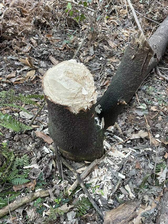 金鸡山树林中被砍倒的树桩。