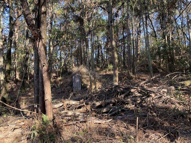 金鸡山有多个坟墓，也可以看到此前搜寻时砍断荆棘和灌木的痕迹。