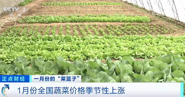 关注“菜篮子”生产供应 节后部分蔬菜品种价格下行