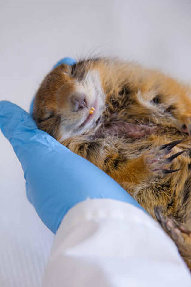 研究沉睡的北极地松鼠能帮助宇航员和NASA的任务吗？