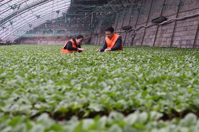 付成龙（右）与朱珊珊正在蔬菜种苗繁育大棚查看种苗长势。新华社记者李志浩摄
