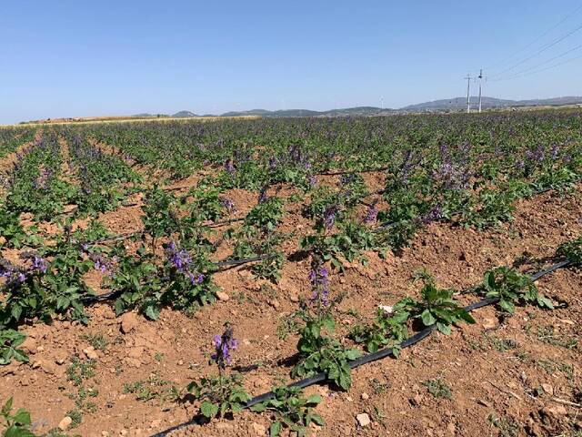 在洛阳市伊川县高山镇王忠洼村丹参种植基地拍摄的开花的丹参（2022年6月5日摄）。新华网发（受访者供图）