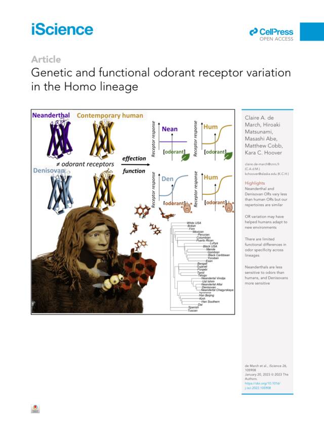 在实验室培养尼安德特人和丹尼索瓦人的气味受体测量它们与现代人嗅觉相比的敏感性
