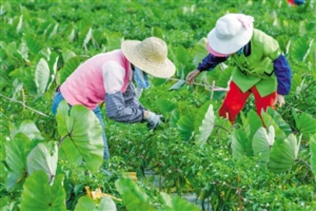 ▲2月1日，在龙华区新坡镇雄丰村委会塘柳村，农户正在采摘线椒。