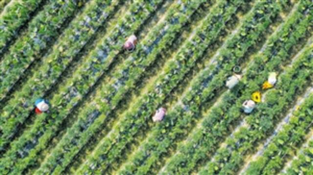 ▶俯瞰塘柳村的田野，农户正在田间忙碌，冬季瓜菜郁郁葱葱，长势喜人，展现出一派丰收盛景。本报记者康登淋摄