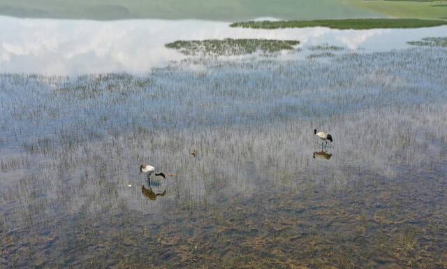 新华全媒+ 人鹤共生：湿地大省青海多措并举引来黑颈鹤翔集