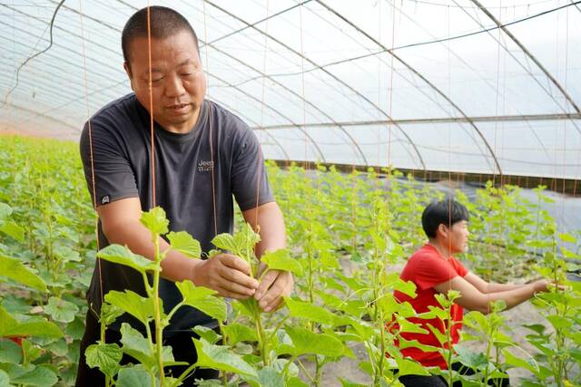 陕西省西安市阎良区关山镇代家村甜瓜大棚内，正在紧张忙碌的瓜农。新华社记者刘彤摄