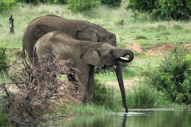 研究人员已经确定了非洲大象能听到什么