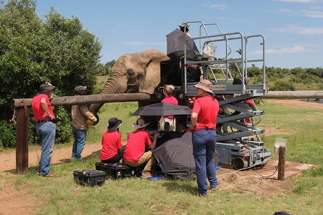 研究人员已经确定了非洲大象能听到什么