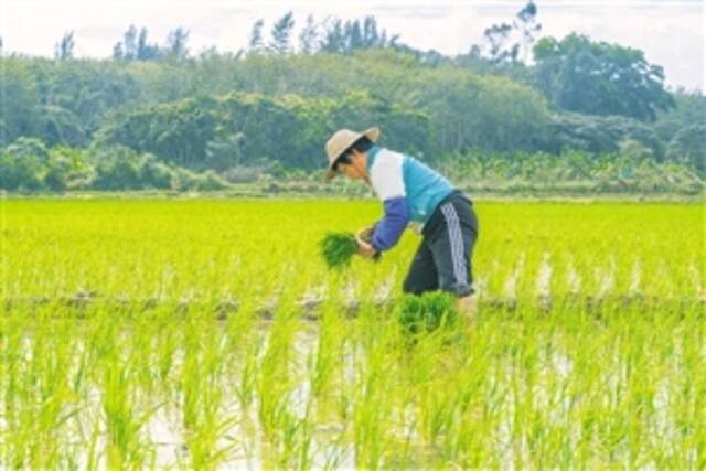 ◀2月2日，农户正在稻田中插秧。本报记者孙士杰摄