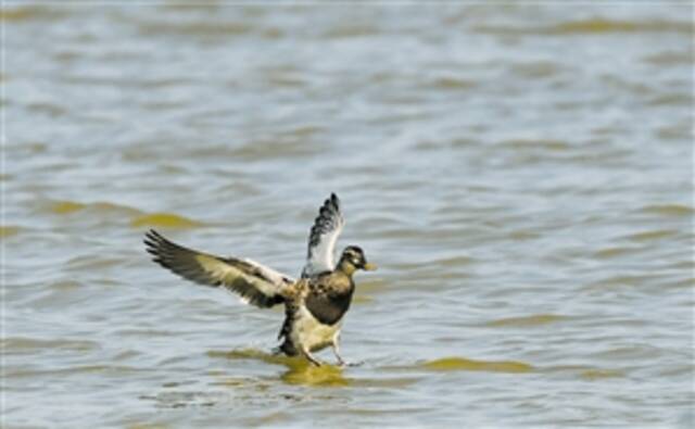 一只白眉鸭飞落在海南东寨港国家级自然保护区内的水面上（1月30日摄）。新华社记者杨冠宇摄