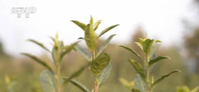 茶农抢“鲜” 采摘春茶第一芽