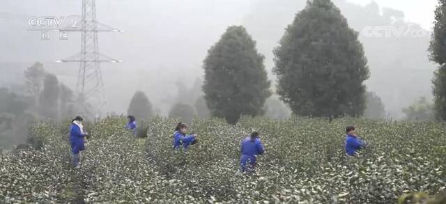 茶农抢“鲜” 采摘春茶第一芽