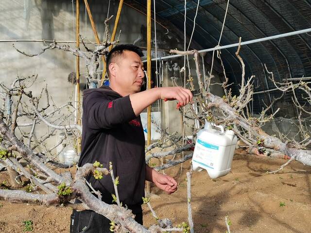 刘景国正在修剪樱桃树。新华社记者张博群摄
