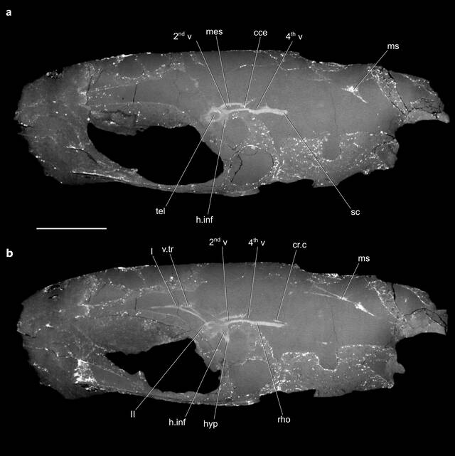 3.19亿年前的鱼类Coccocephalus wildi保存了最早的脊椎动物大脑化石