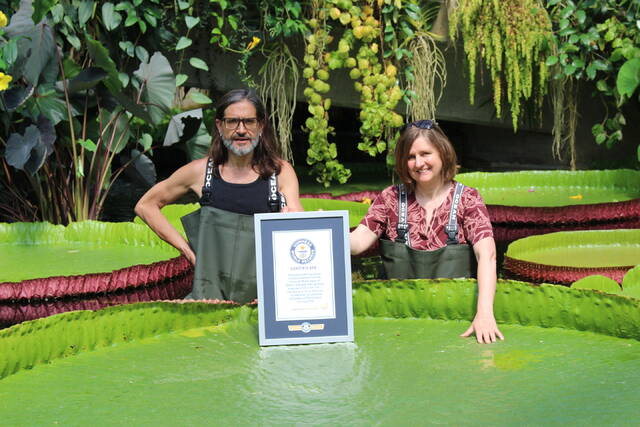 吉尼斯世界纪录认定世界上最大的巨型睡莲Victoria boliviana