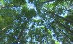 我国天然林面积增加3.23亿亩 国家储备林超9200万亩