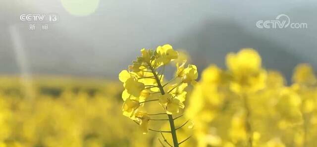 江西吉安：油菜花开 春意渐浓