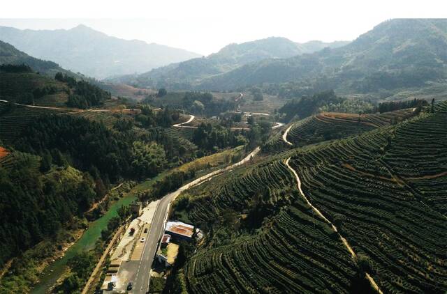 福安社口镇坦洋村附近的茶山。新华社记者郭圻摄