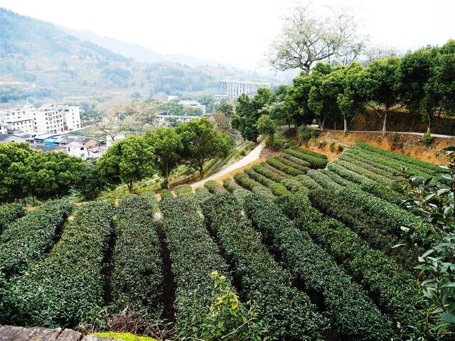 福建省农业科学院茶叶研究所社口综合试验基地内的茶园。新华社记者郭圻摄