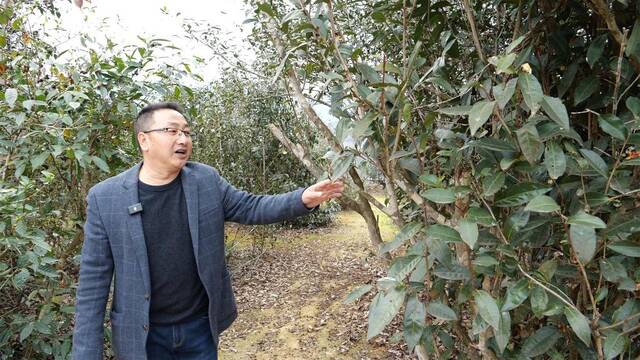 王振康向记者介绍稀有茶树品种。新华社记者郭圻摄