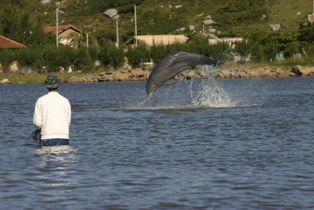 巴西南部渔业社区有一个不同寻常的盟友：野生海豚