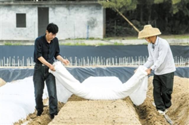 工人正在进行覆膜作业。本报记者陈长宇摄