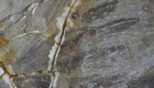 研究白垩纪早期鸟类Sapeornis chaoyangensis化石以探讨埋藏环境对软组织保存的影响