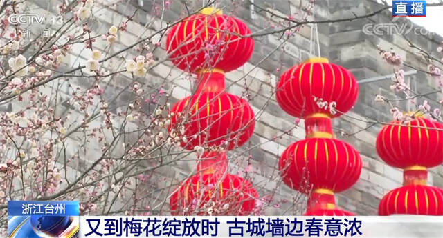 又到梅花绽放时 浙江台州古城墙边春意浓