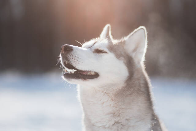 荒野的狼在呼唤，你的狗会回应吗？