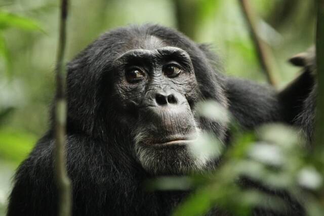 白色巩膜不仅存在于人类，还存在于黑猩猩和其他哺乳动物身上