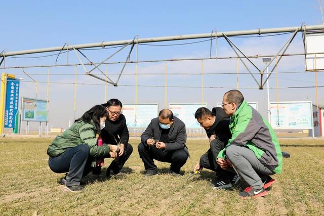 在宁晋县北楼下村农田里，农业技术人员查看小麦长势。（赵一婕摄）
